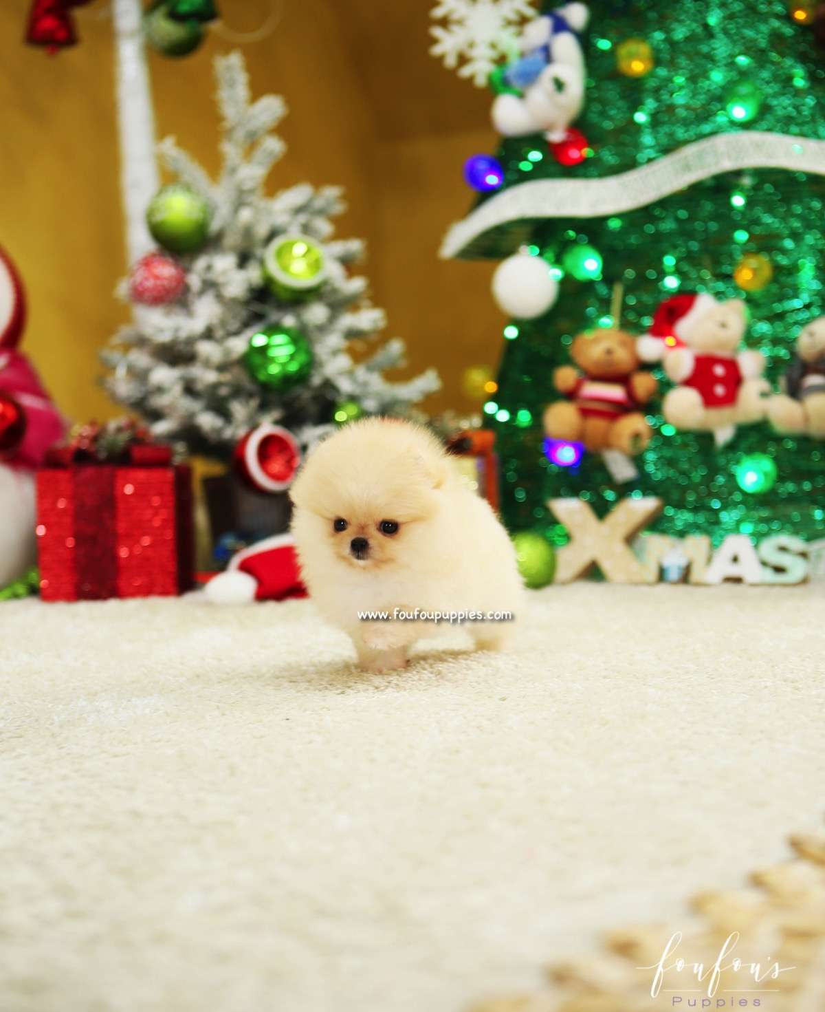 Gnocchi - Pomeranian F.