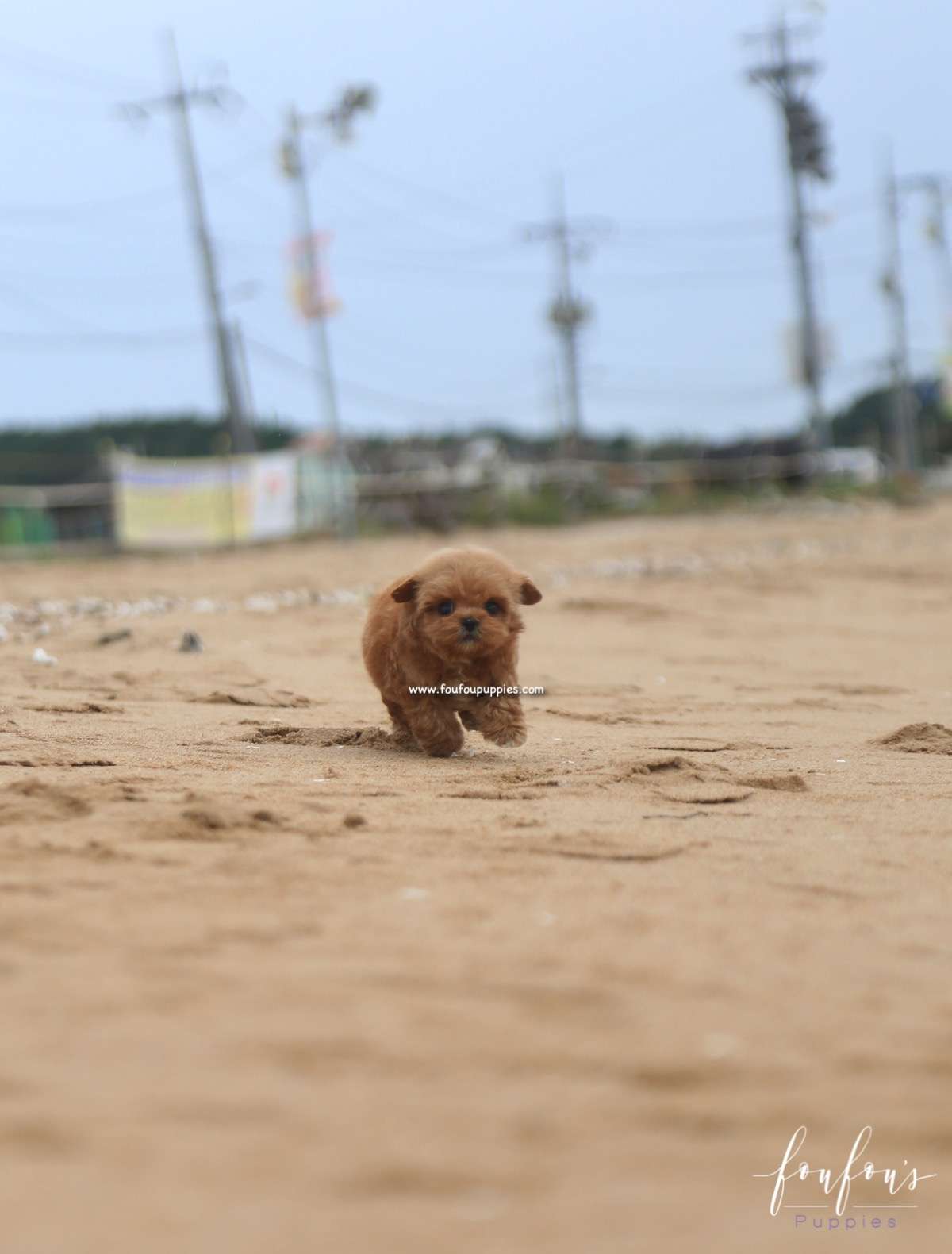 Sid - Maltipoo M.