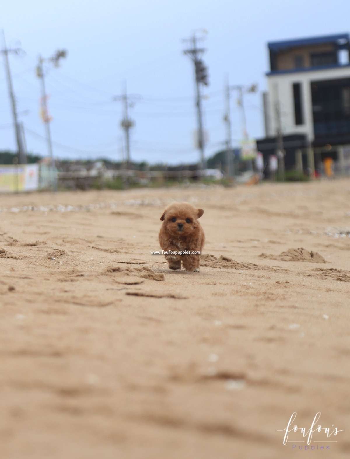 Sid - Maltipoo M.