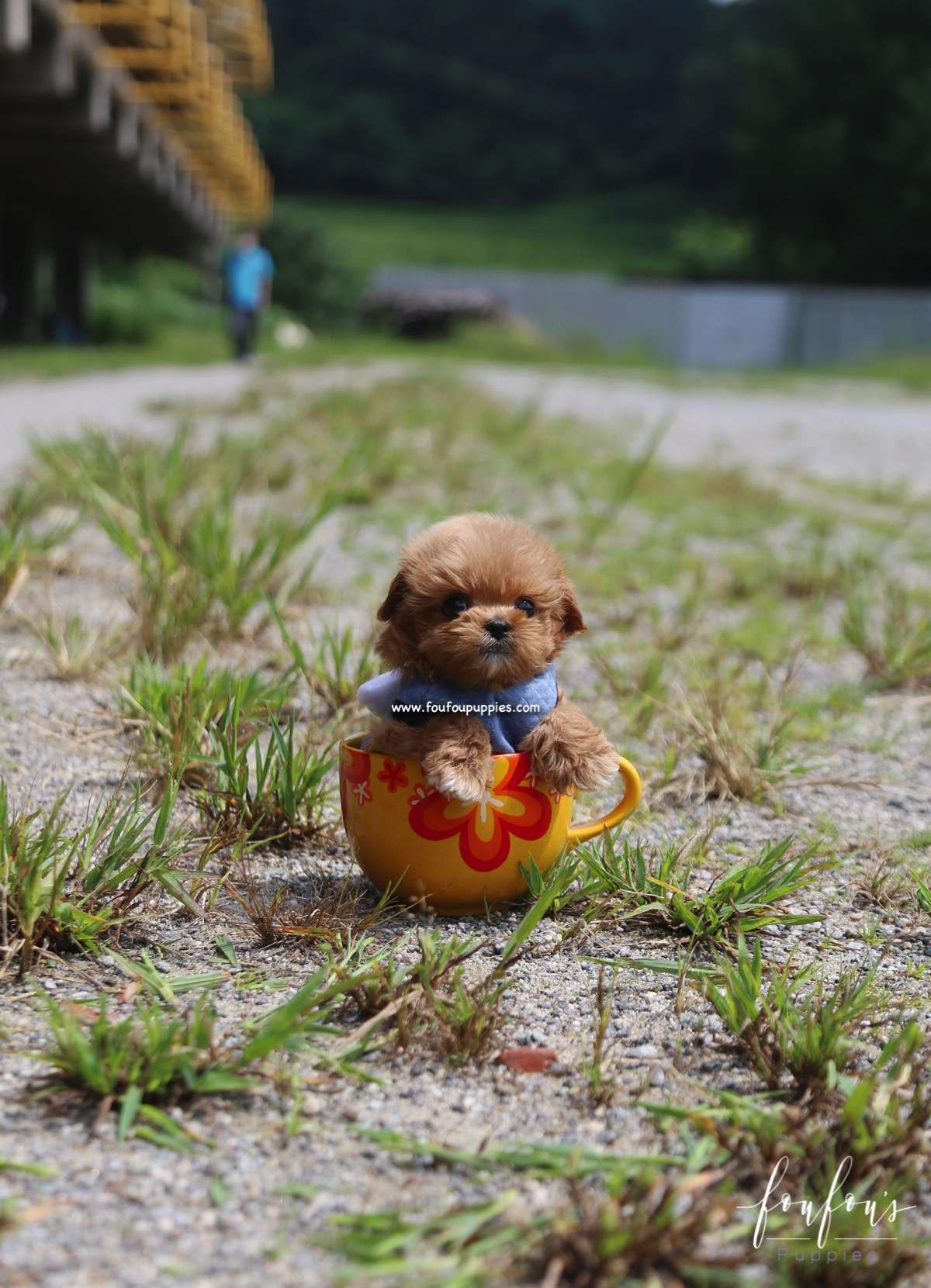 Sid - Maltipoo M.