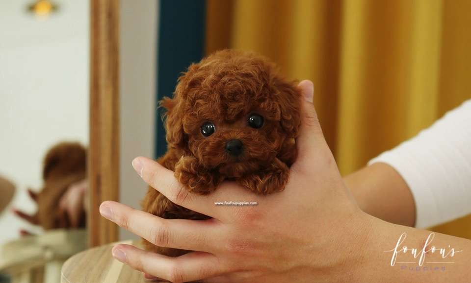 Sienna Poodle