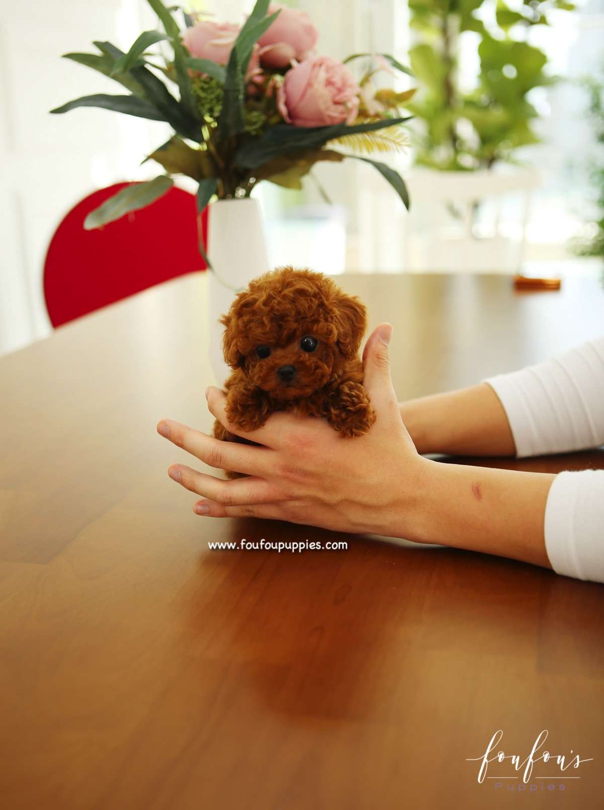 Sienna - Poodle F.