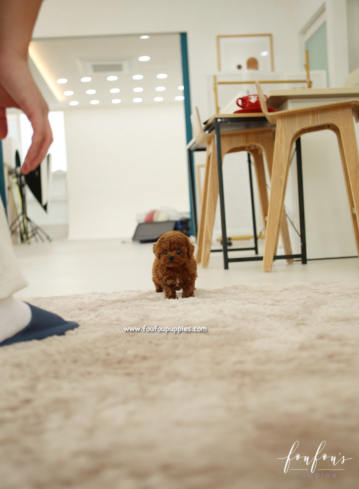 Sienna - Poodle F.