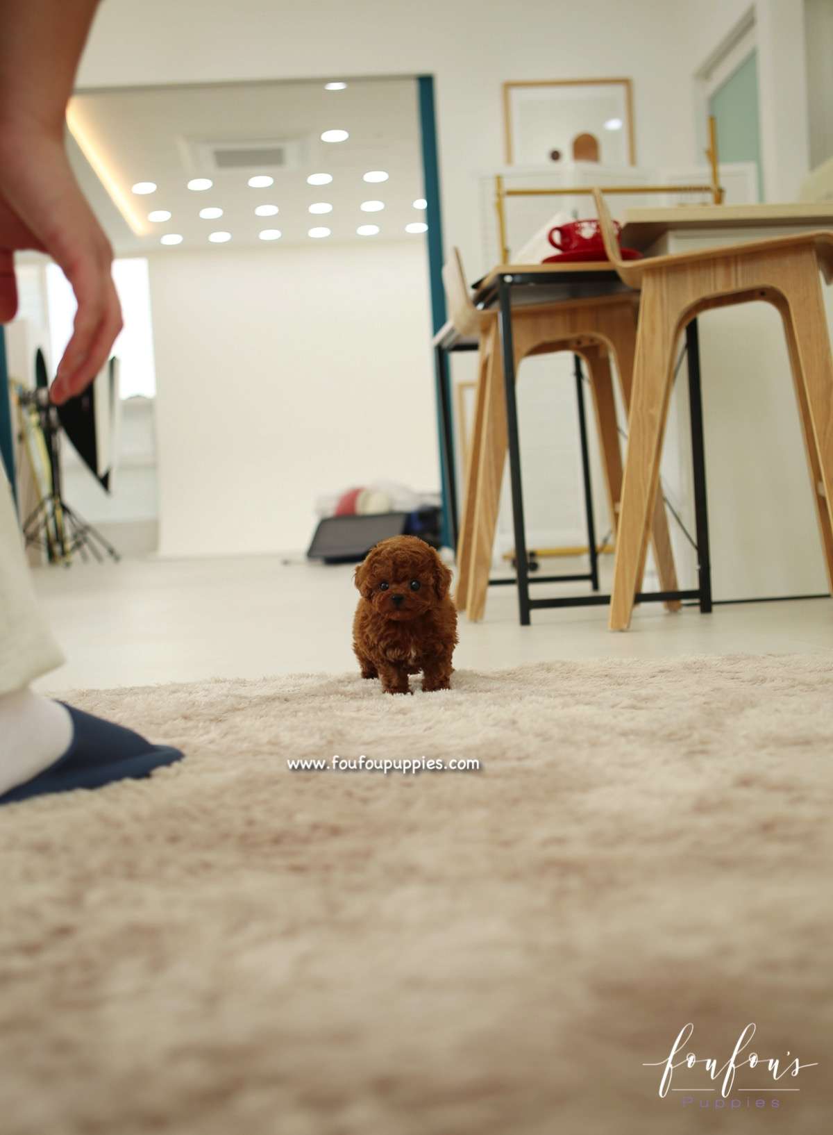 Sienna - Poodle F.