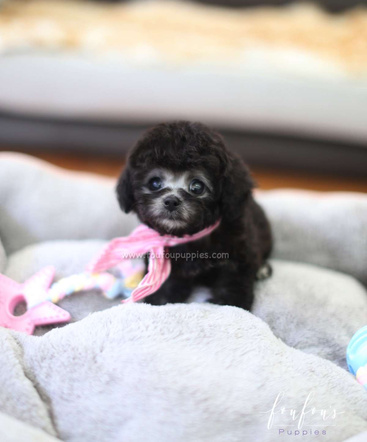 Cassidy - Poodle F.