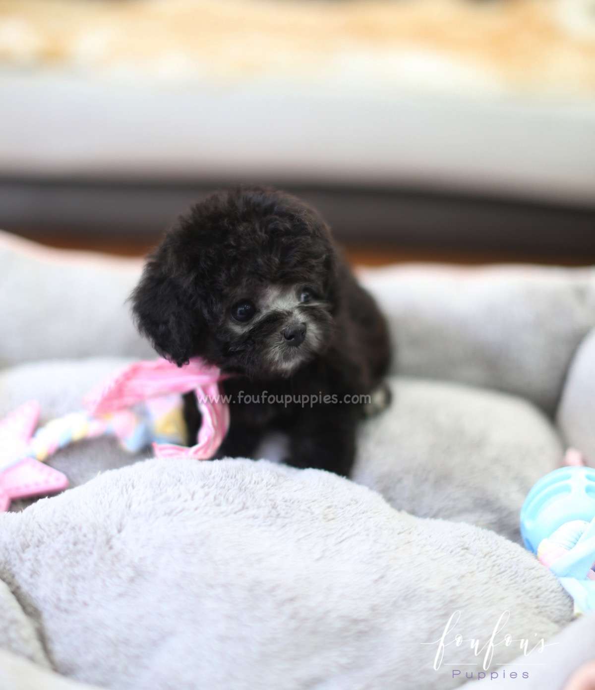 Cassidy - Poodle F.
