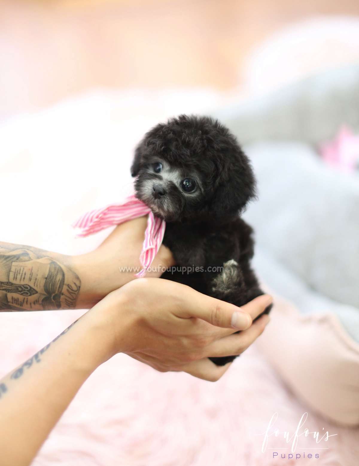 Cassidy - Poodle F.