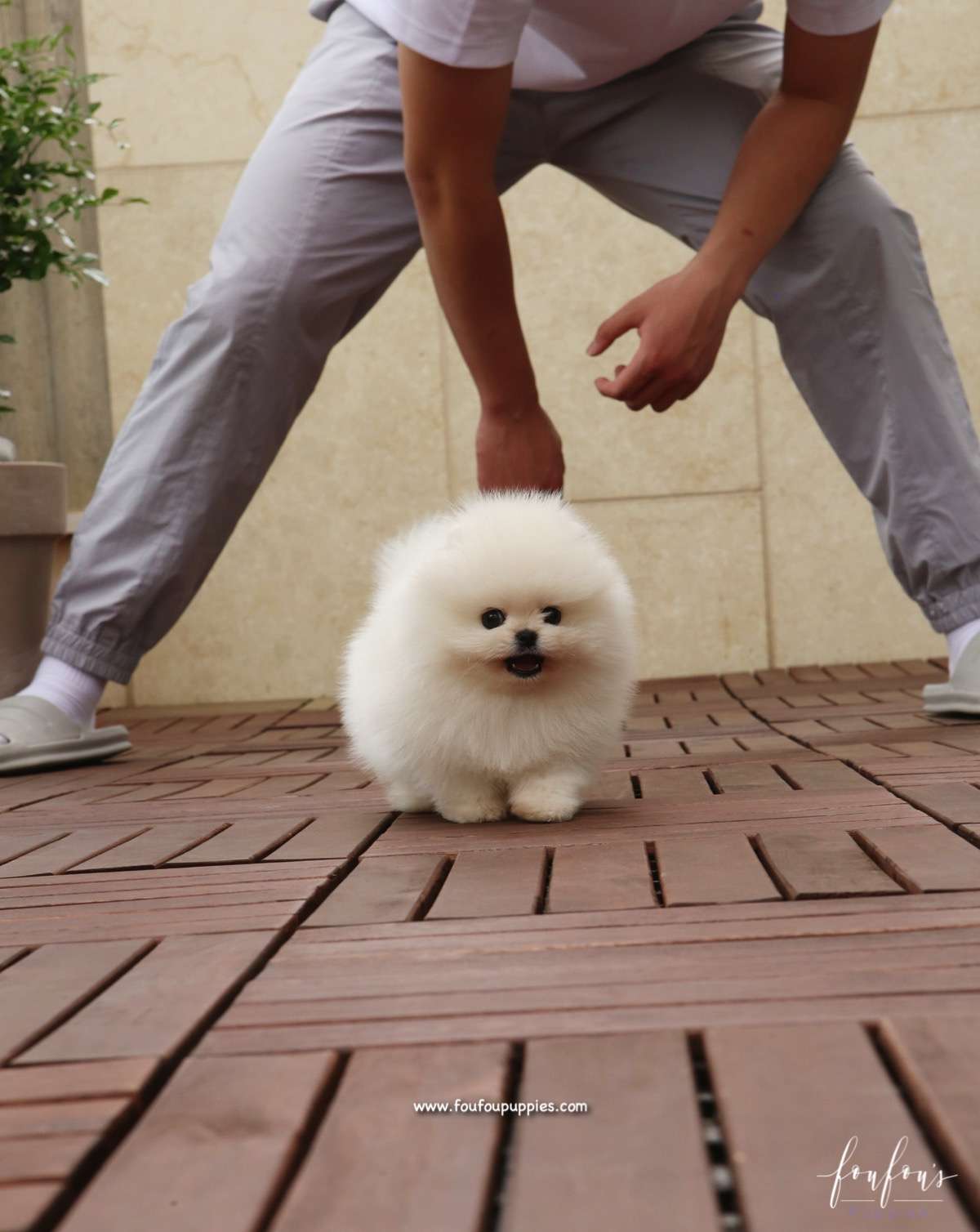 Simba - Pomeranian M.