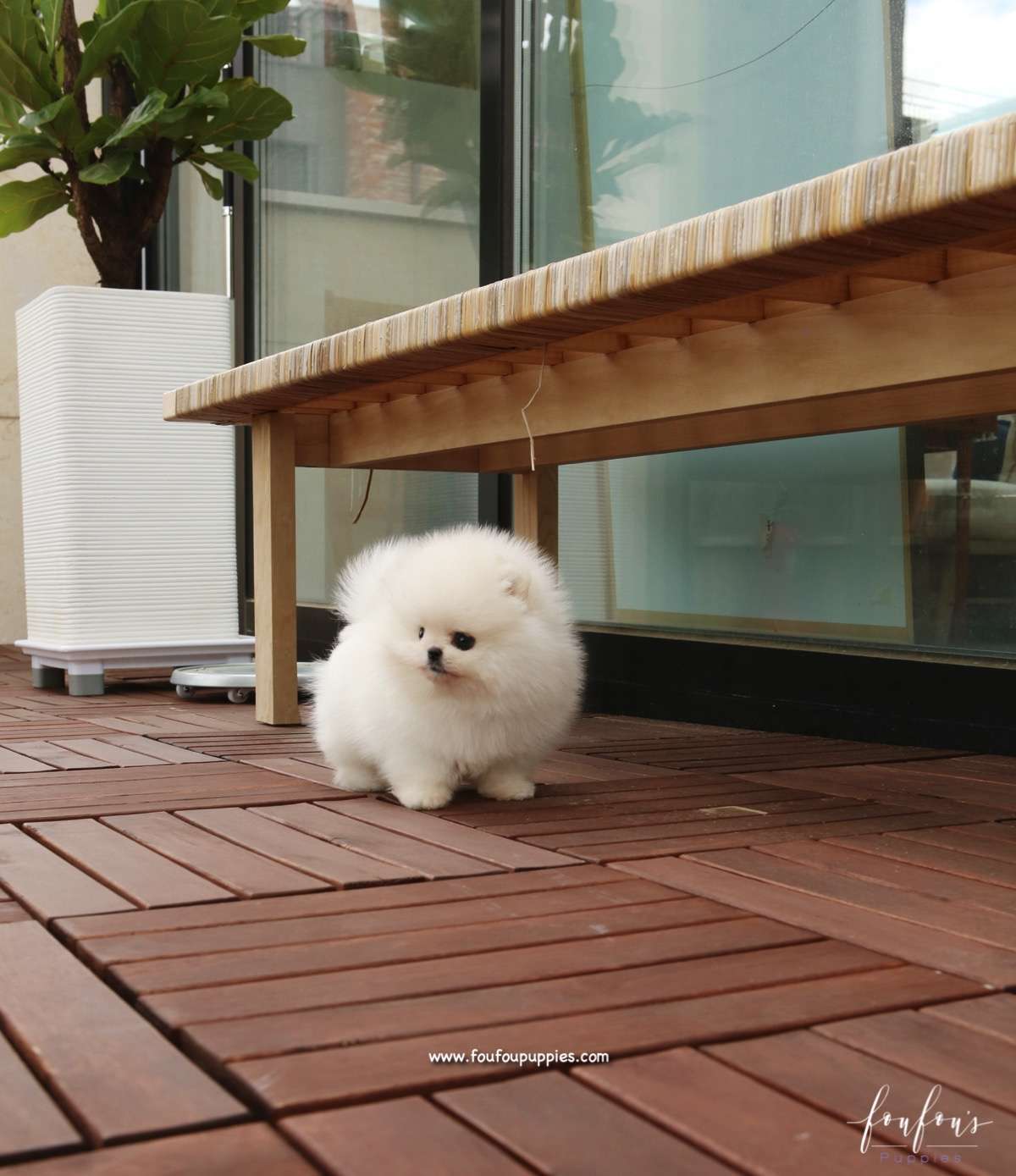 Simba - Pomeranian M.