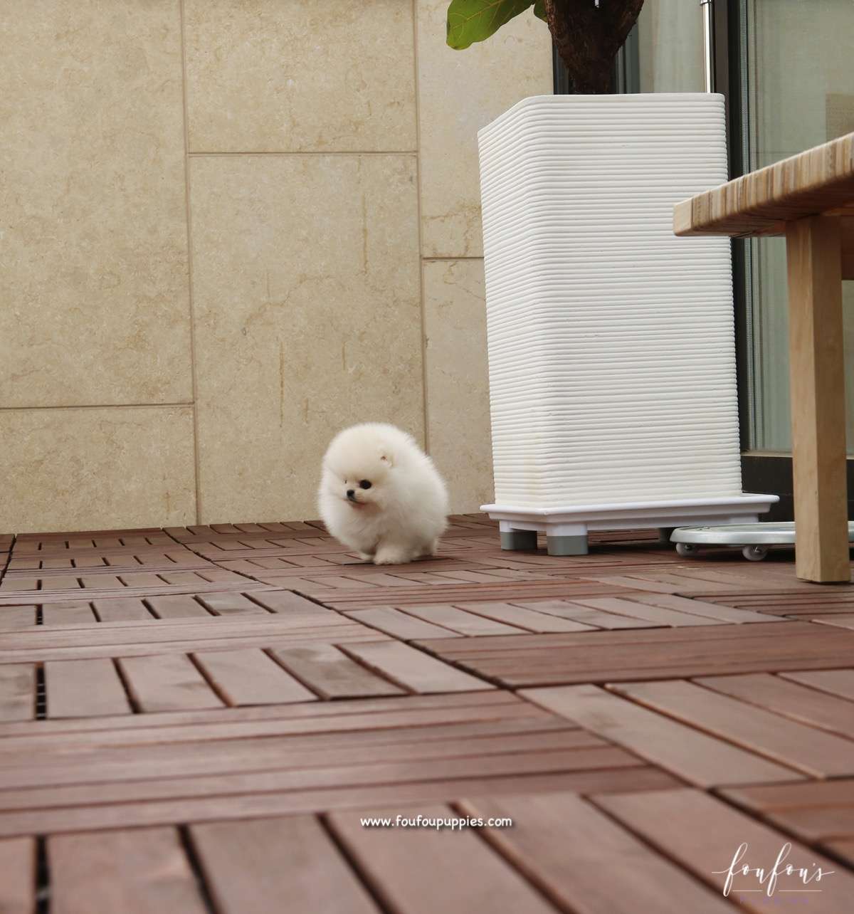 Simba - Pomeranian M.
