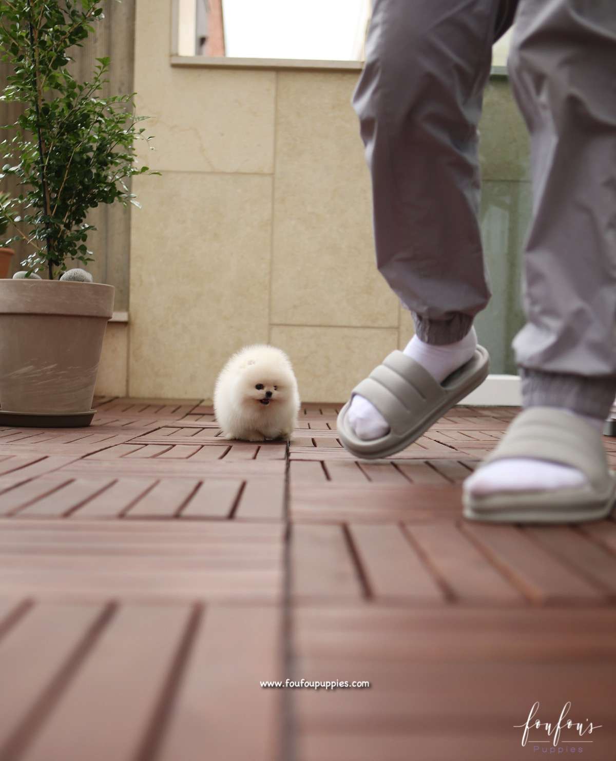 Simba - Pomeranian M.