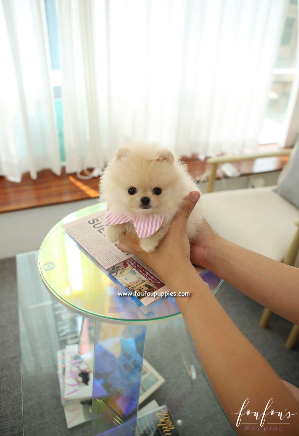Sweetie - Pomeranian F.