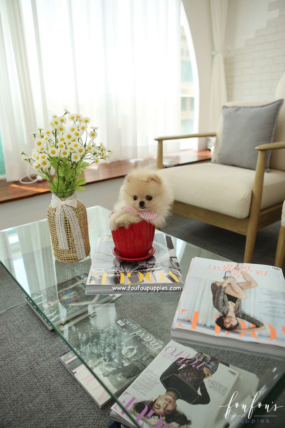 Sweetie - Pomeranian F.