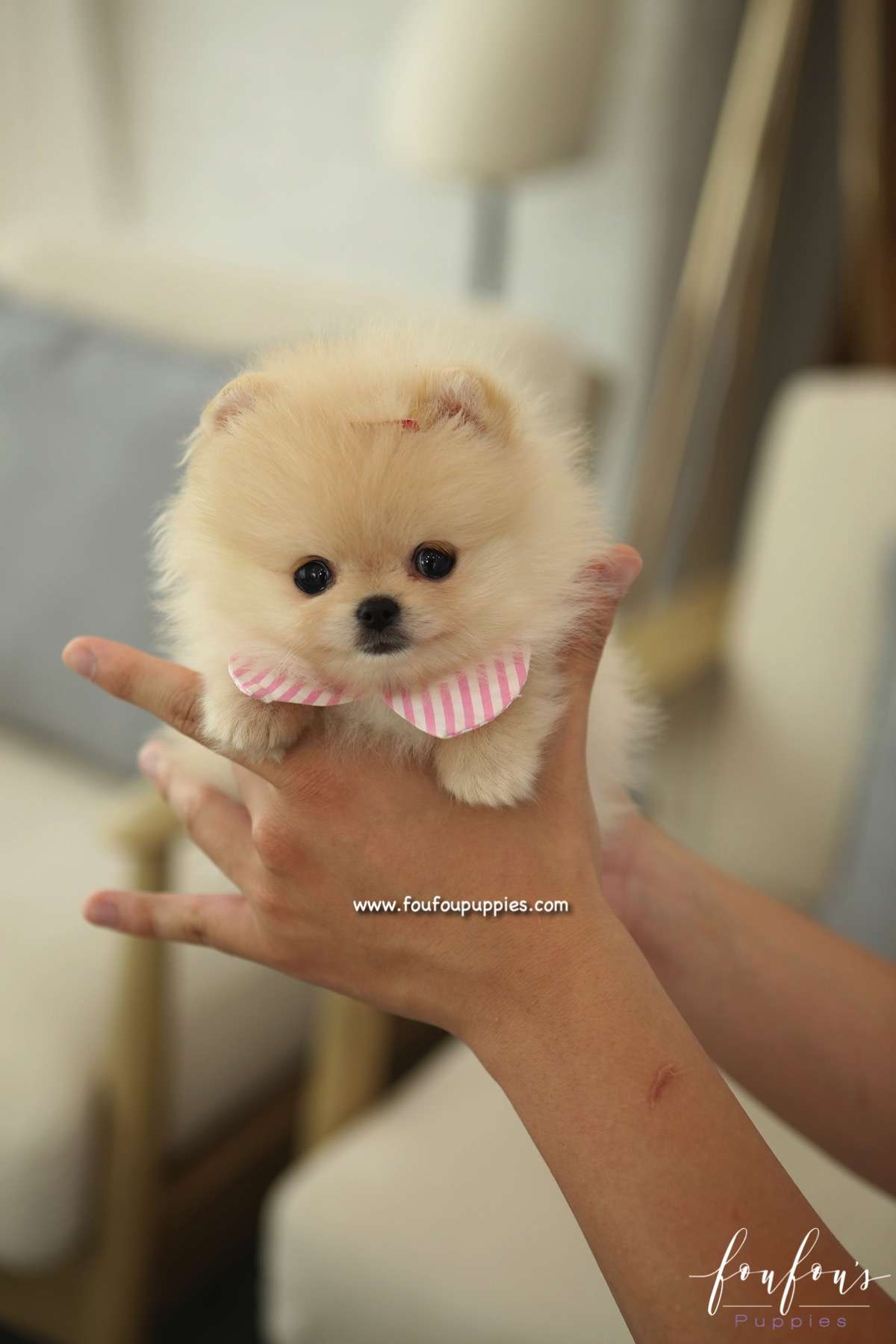 Sweetie - Pomeranian F.