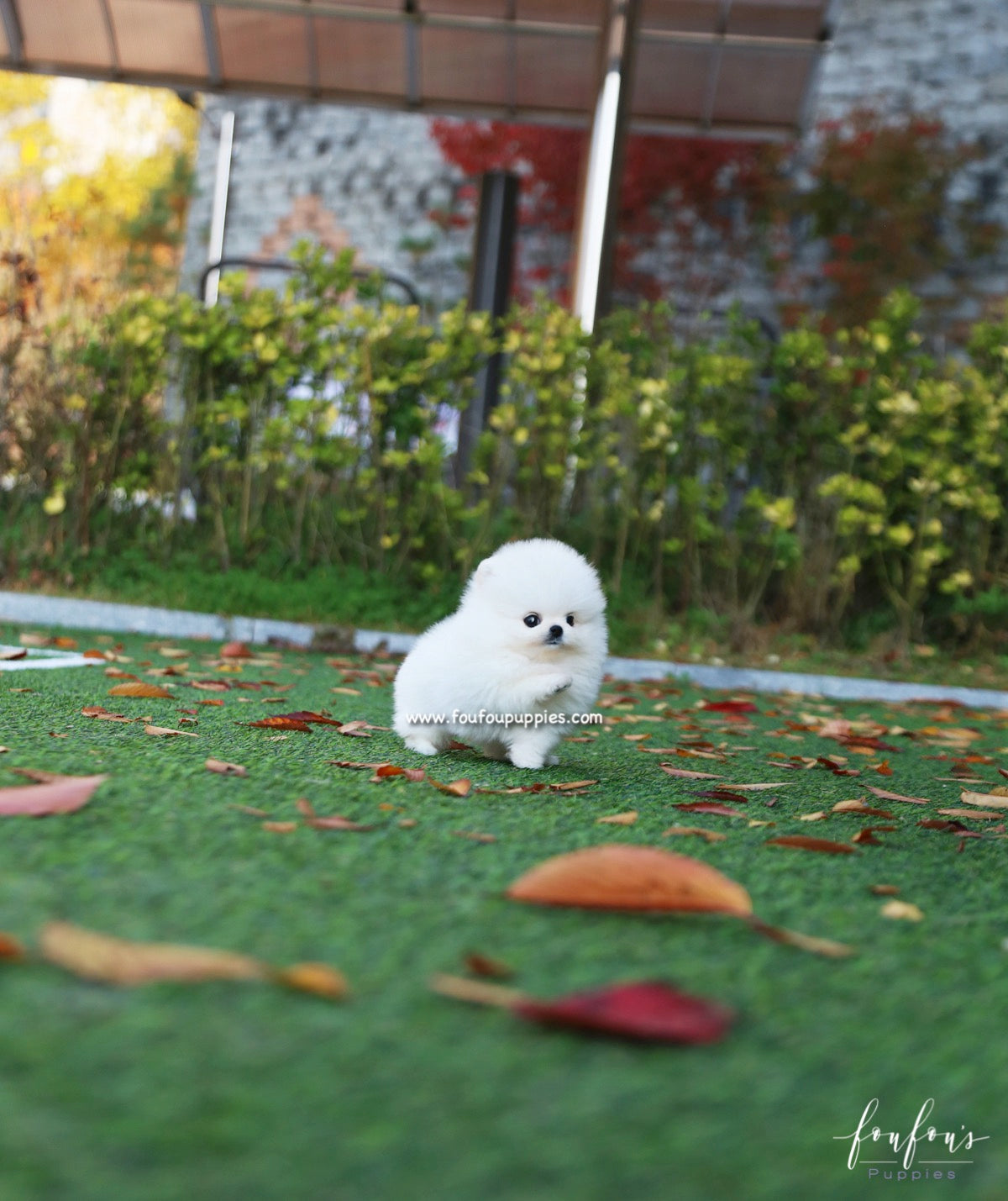 Snowball - Pomeranian F.