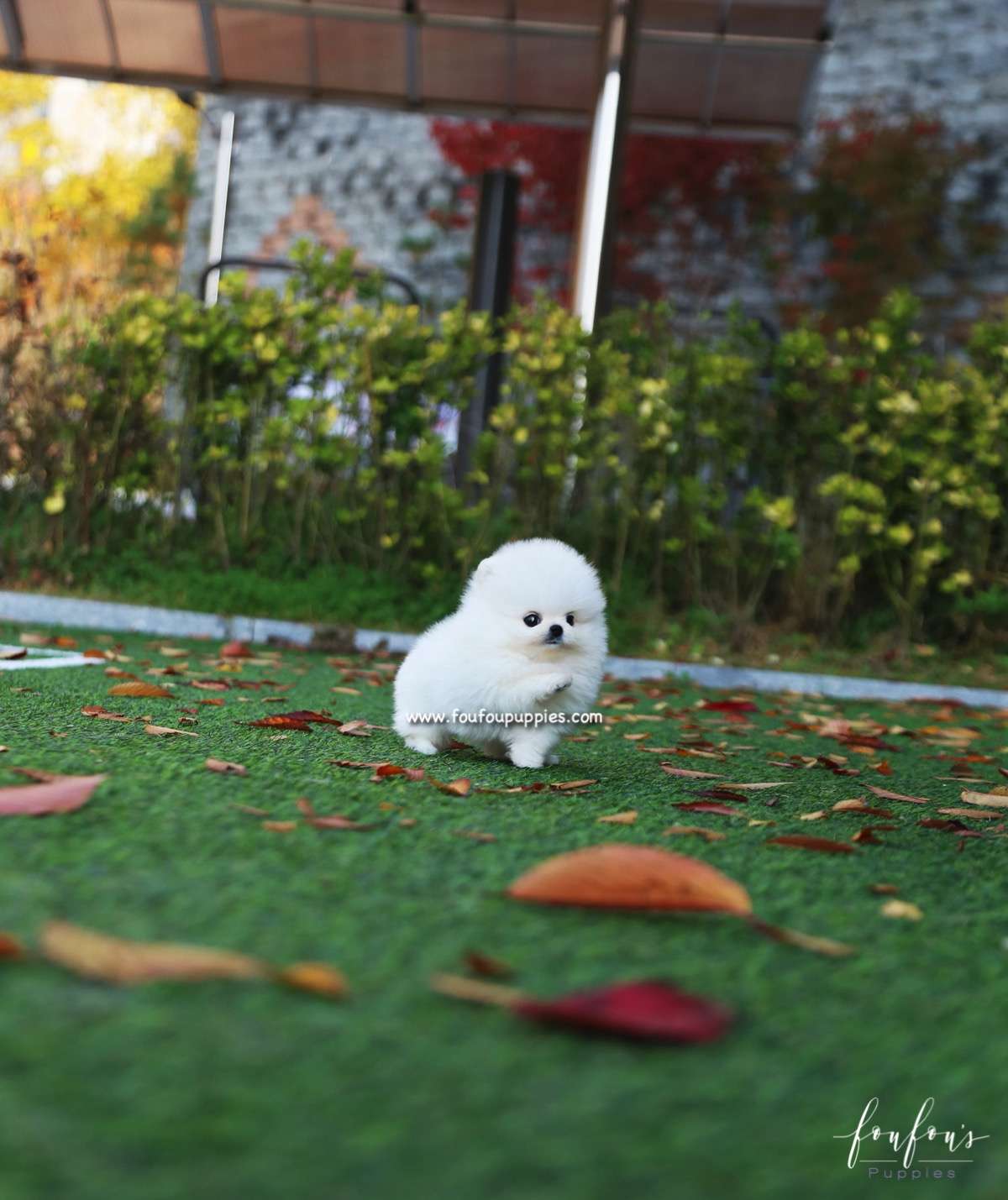 Snowball - Pomeranian F.