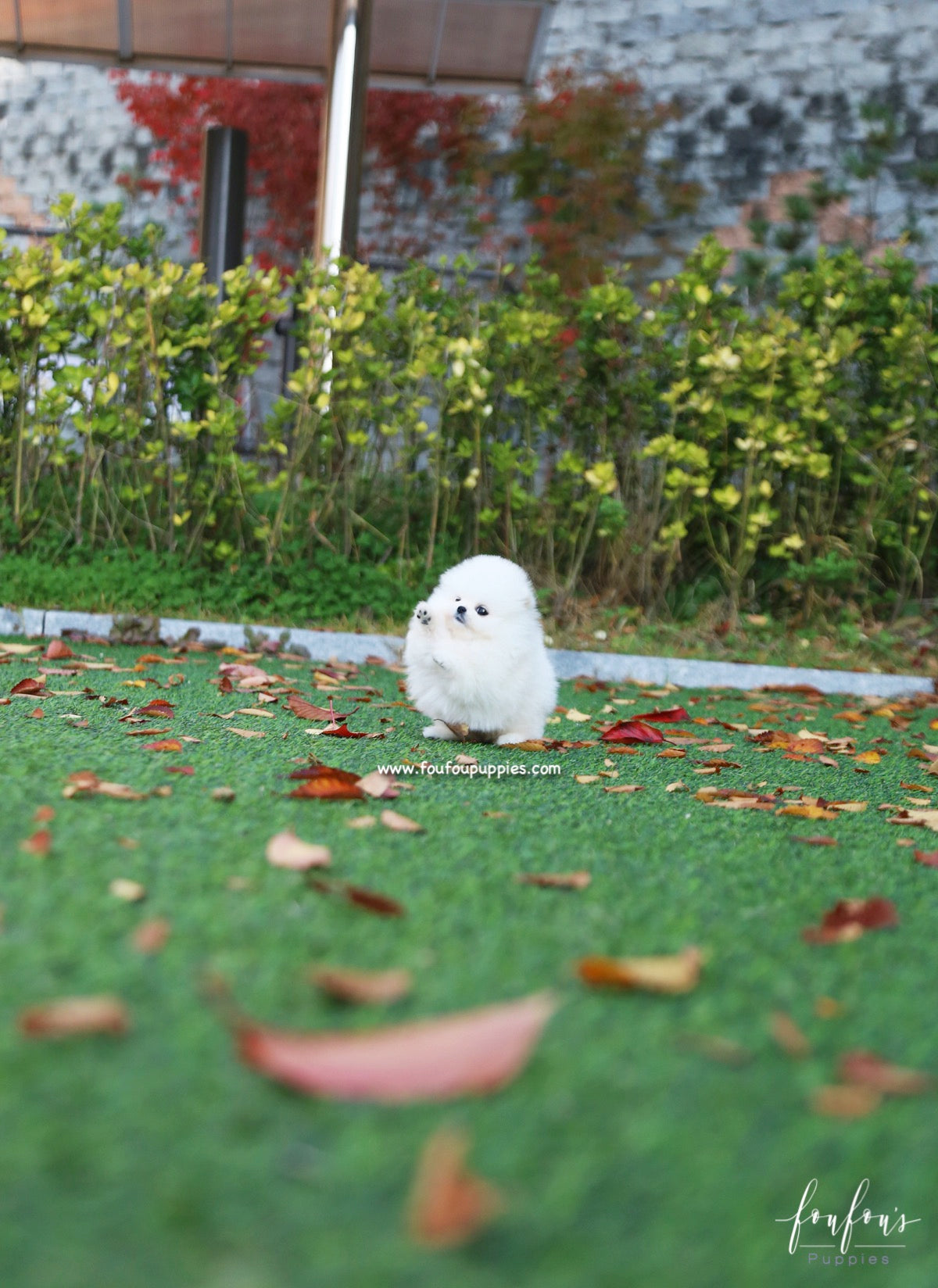 Snowball - Pomeranian F.