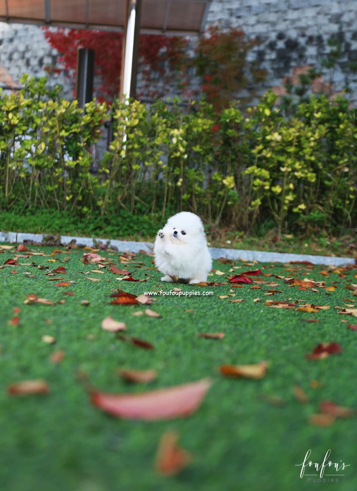 Snowball - Pomeranian F.