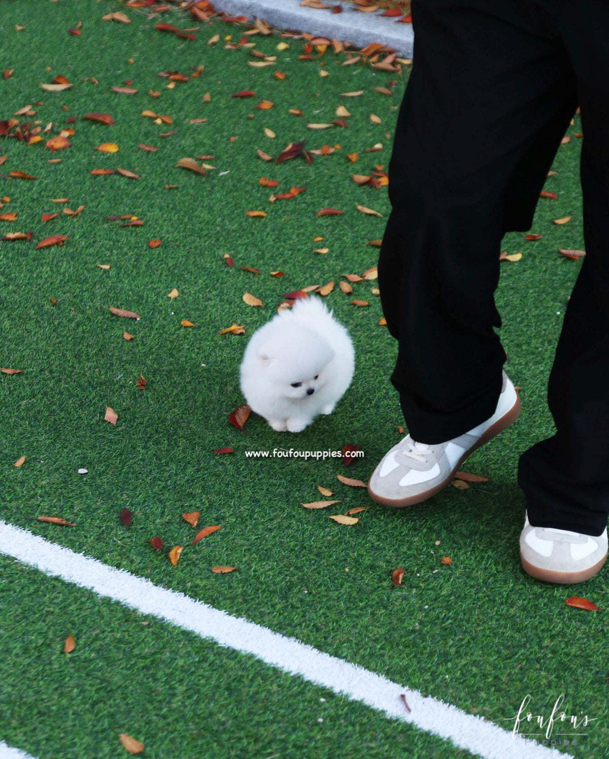 Snowball - Pomeranian F.