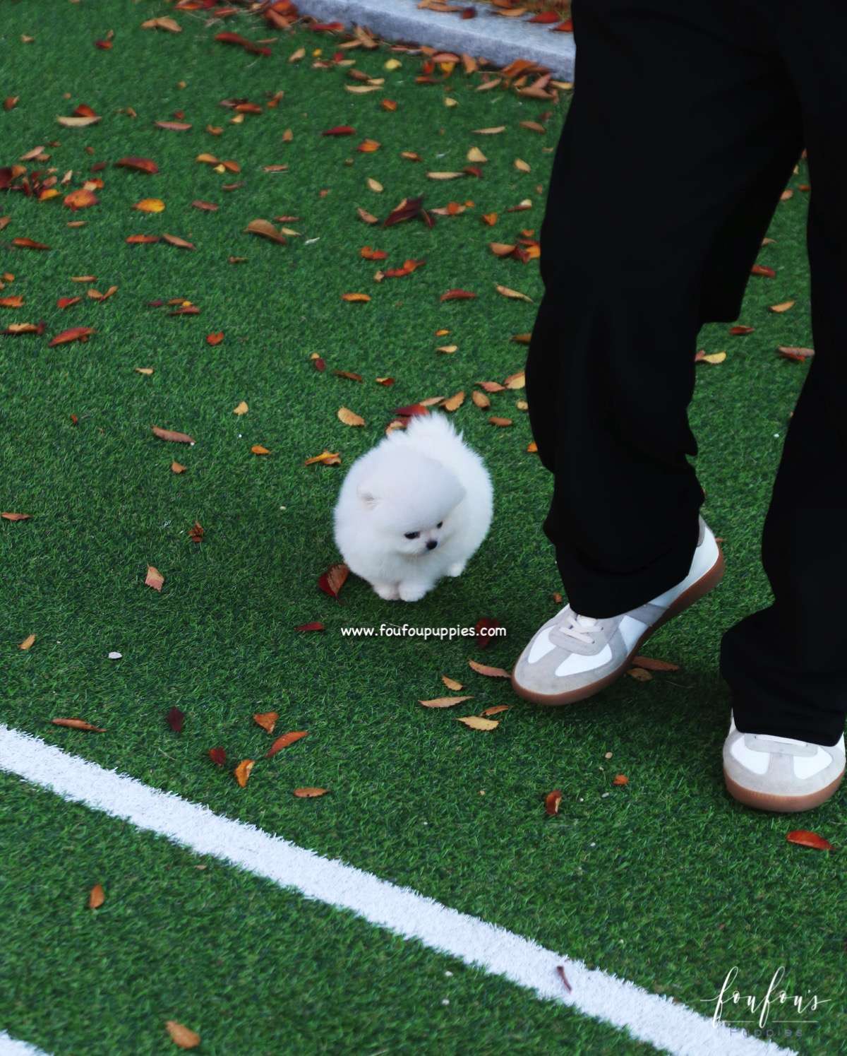 Snowball - Pomeranian F.