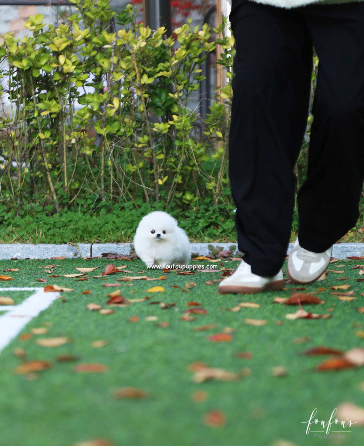 Snowball - Pomeranian F.