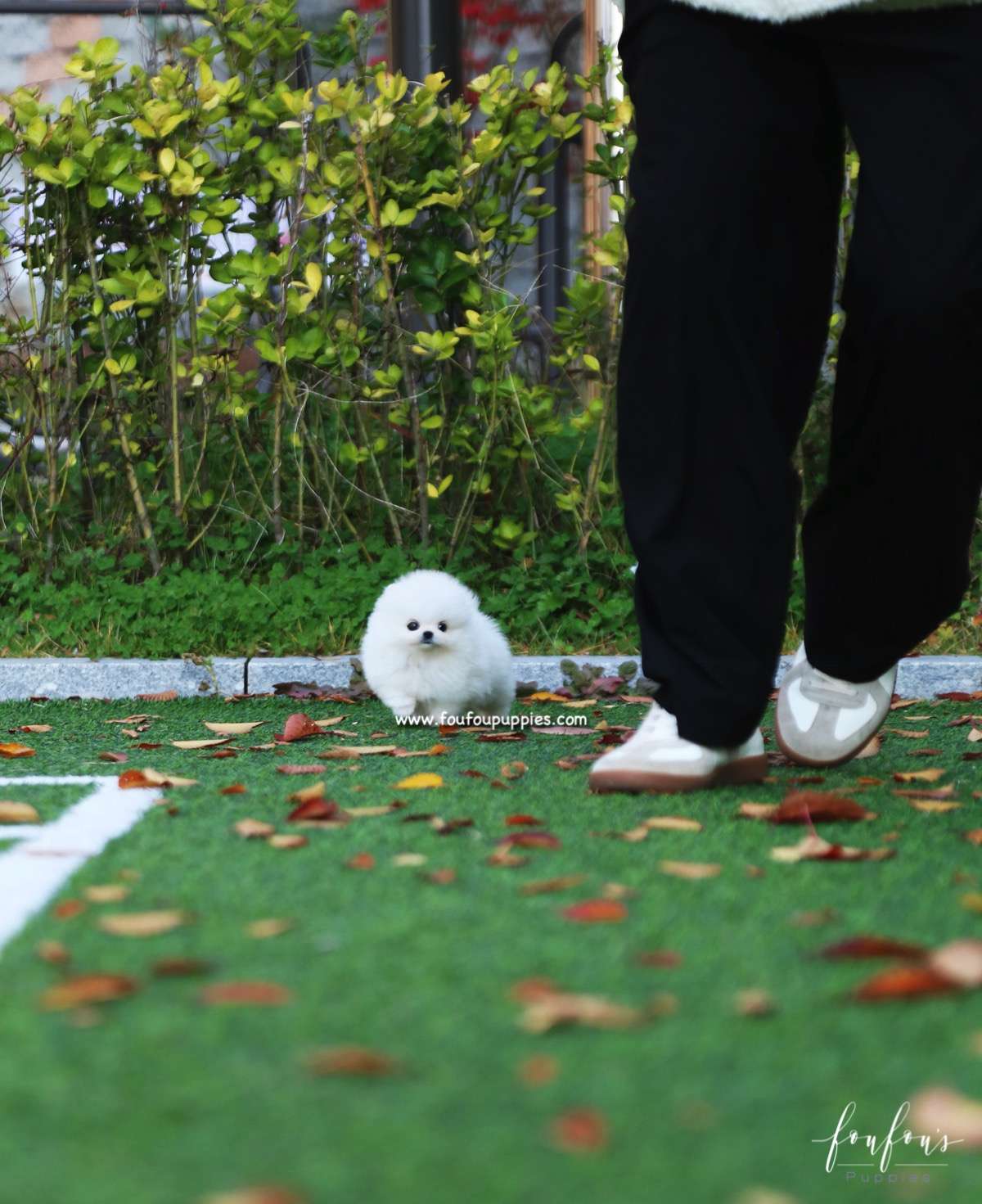 Snowball - Pomeranian F.
