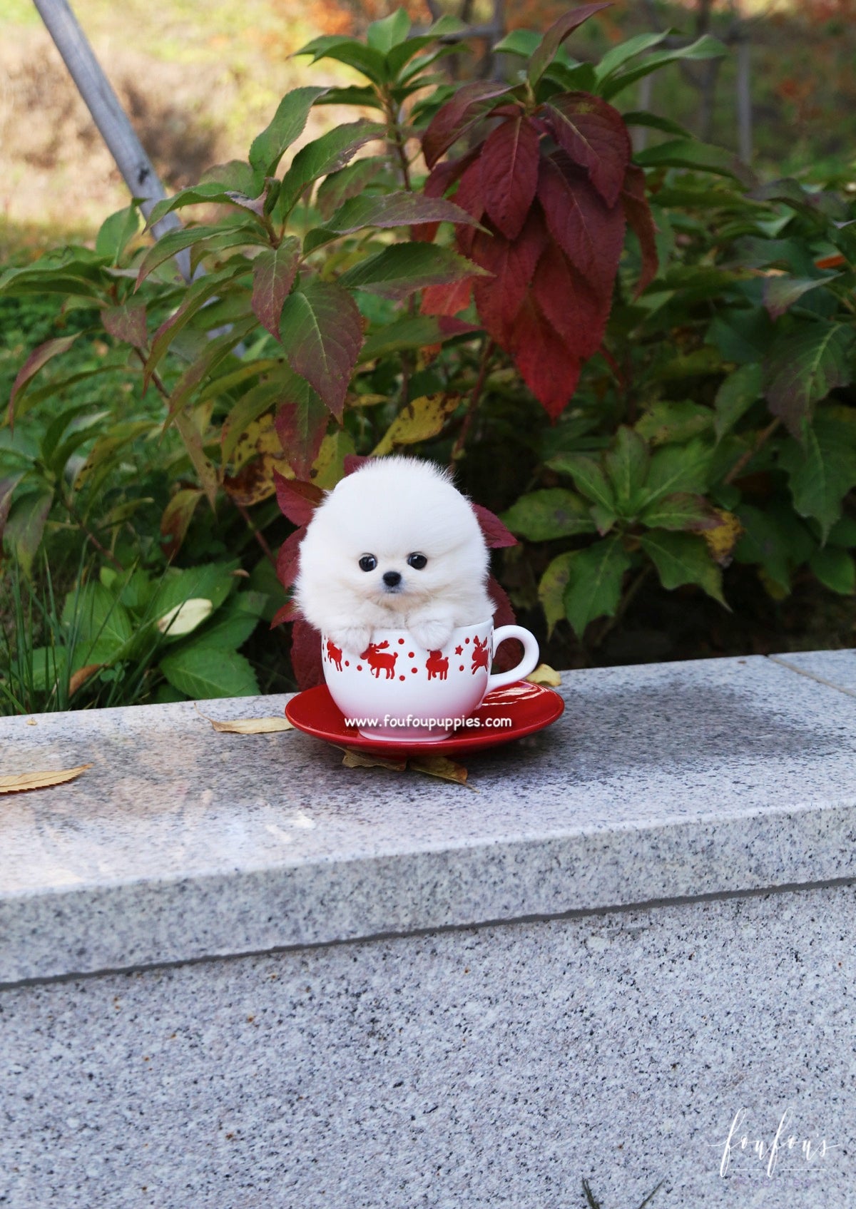 Snowball - Pomeranian F.