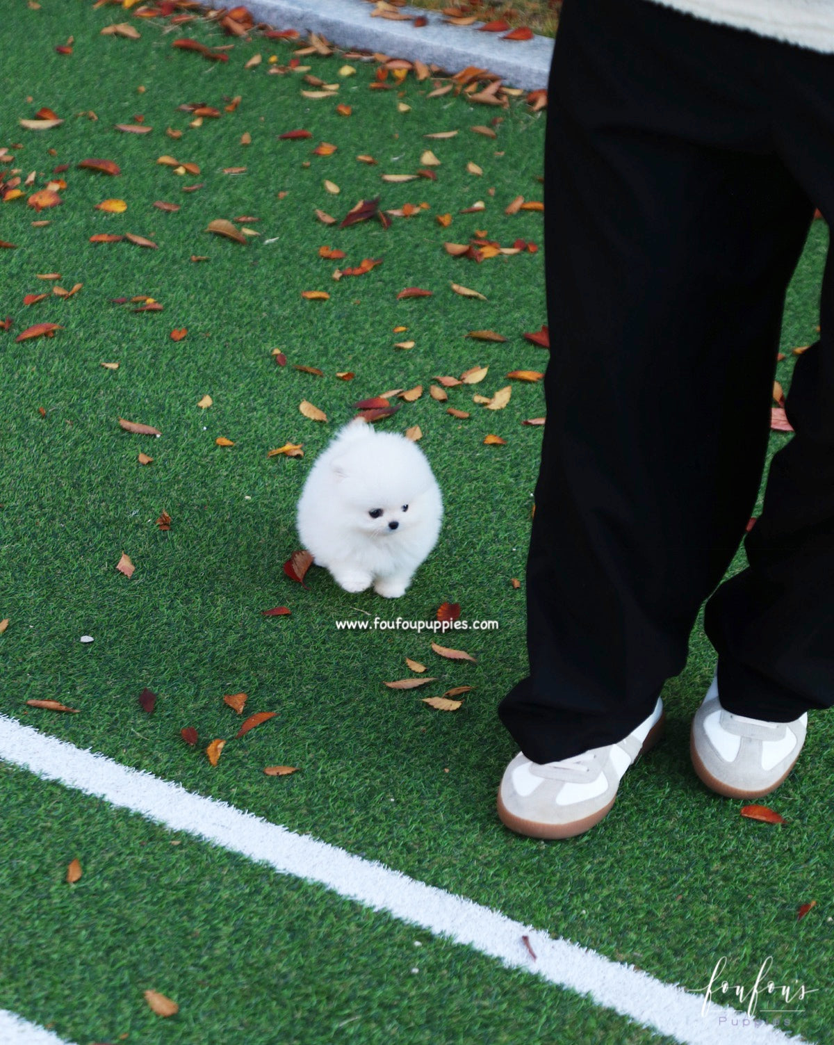 Snowball - Pomeranian F.