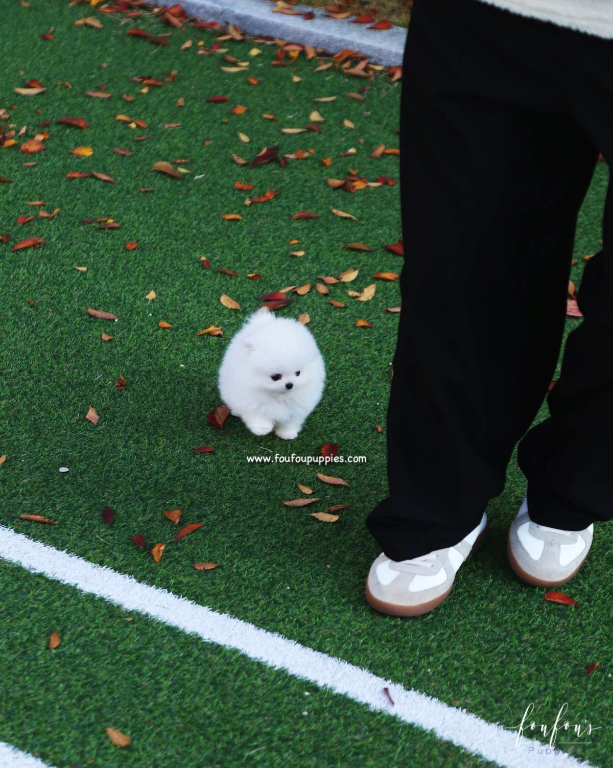 Snowball - Pomeranian F.