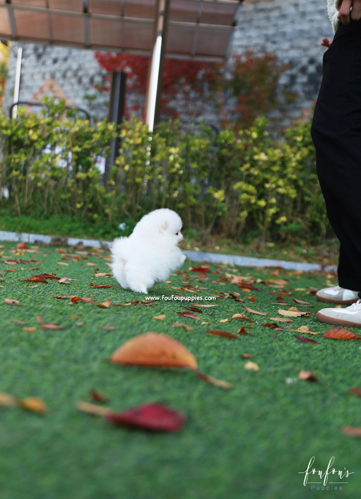 Snowball - Pomeranian F.