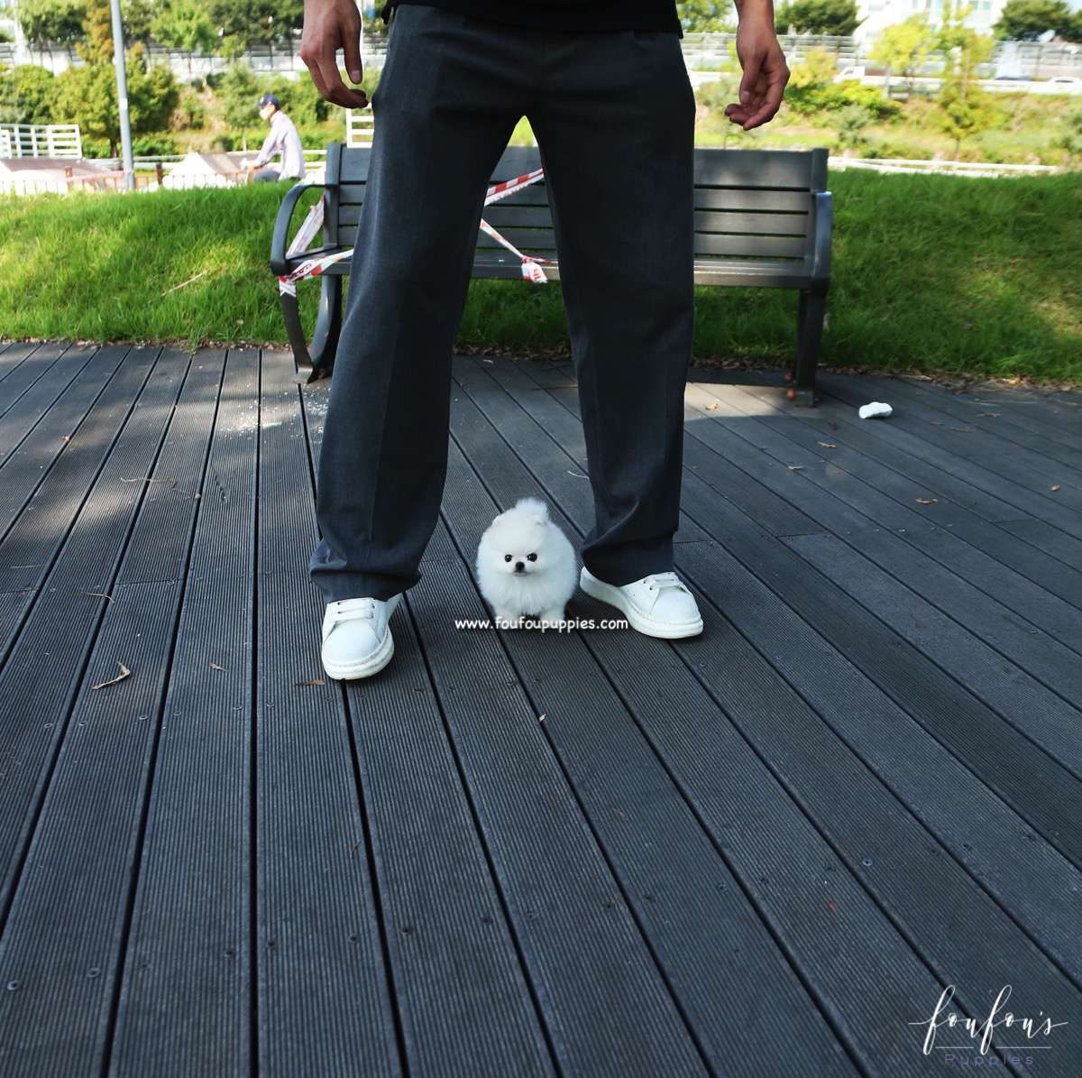 Yeti - Pomeranian M.