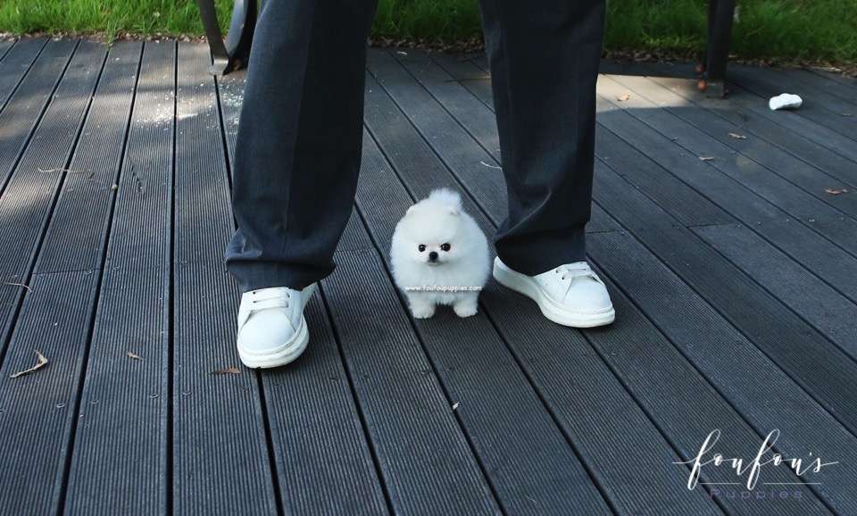 Yeti - Pomeranian M.