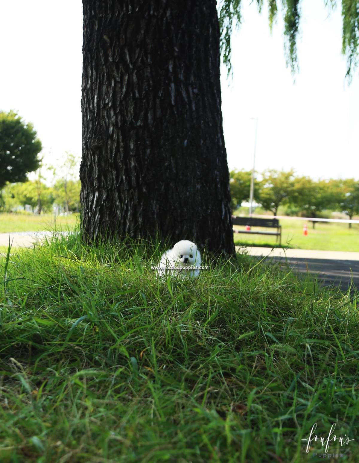 Yeti - Pomeranian M.