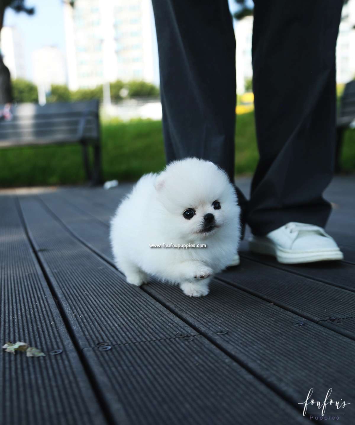 Yeti - Pomeranian M.