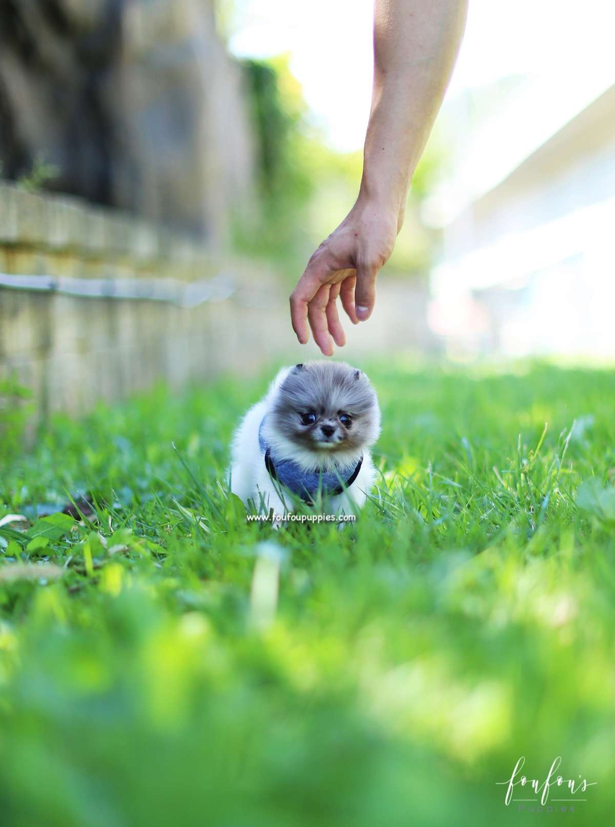Enigma - Pomeranian F.