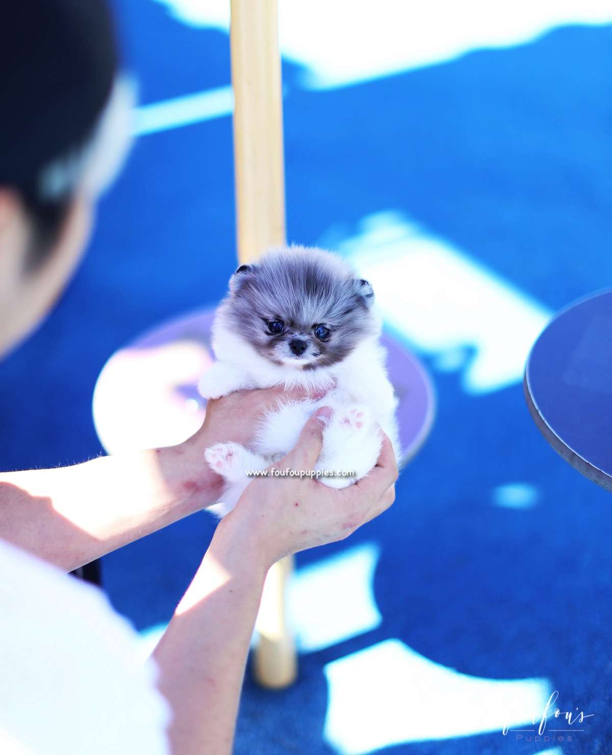 Enigma - Pomeranian F.