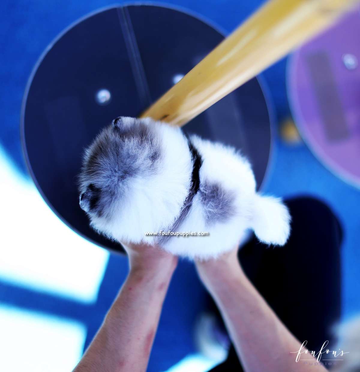 Enigma - Pomeranian F.