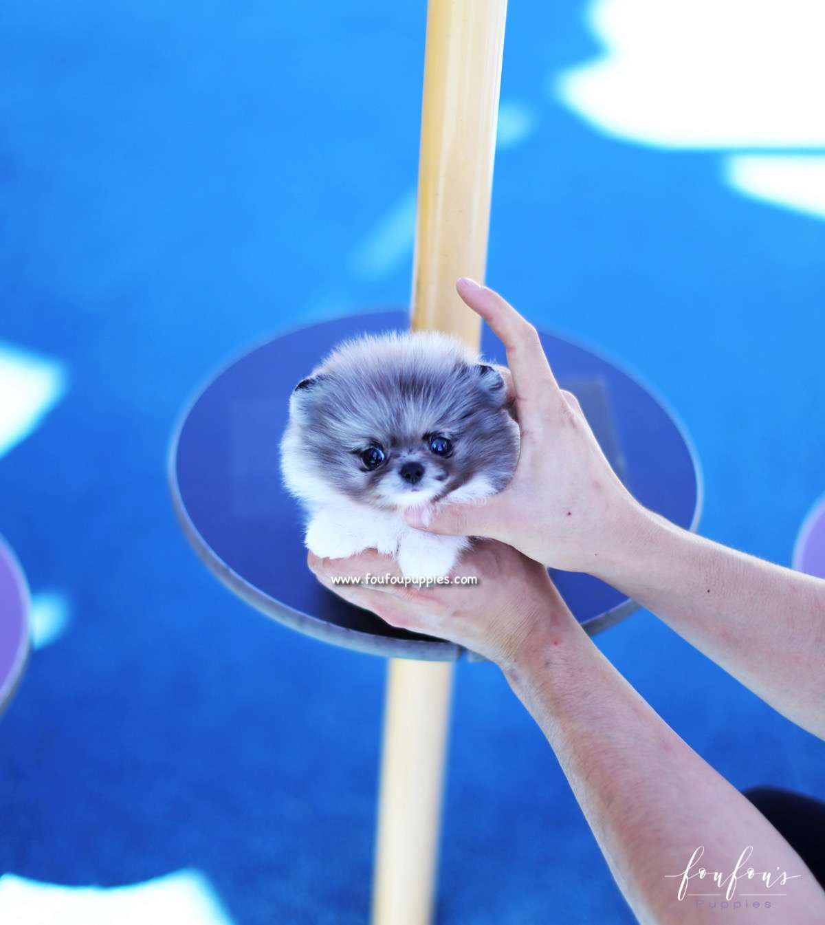 Enigma - Pomeranian F.