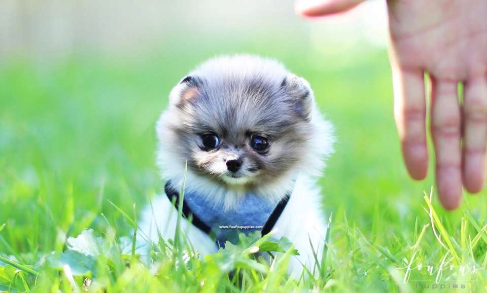 Enigma - Pomeranian F.