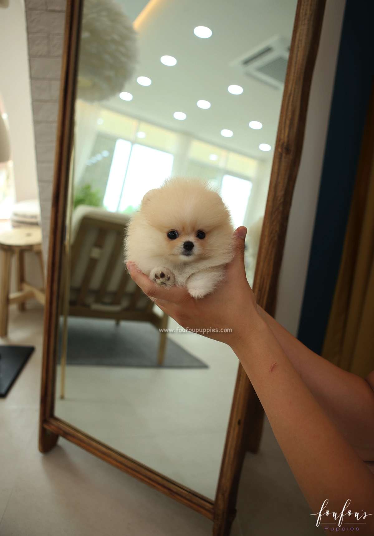 Souflé - Pomeranian F.