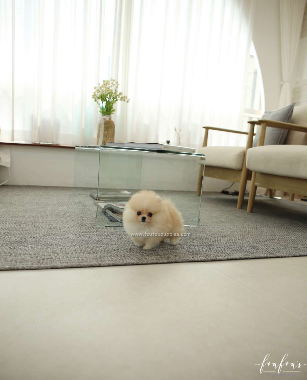Souflé - Pomeranian F.