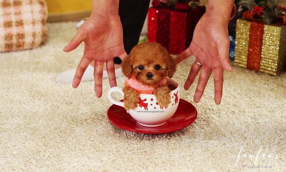 Souflé - Poodle F.