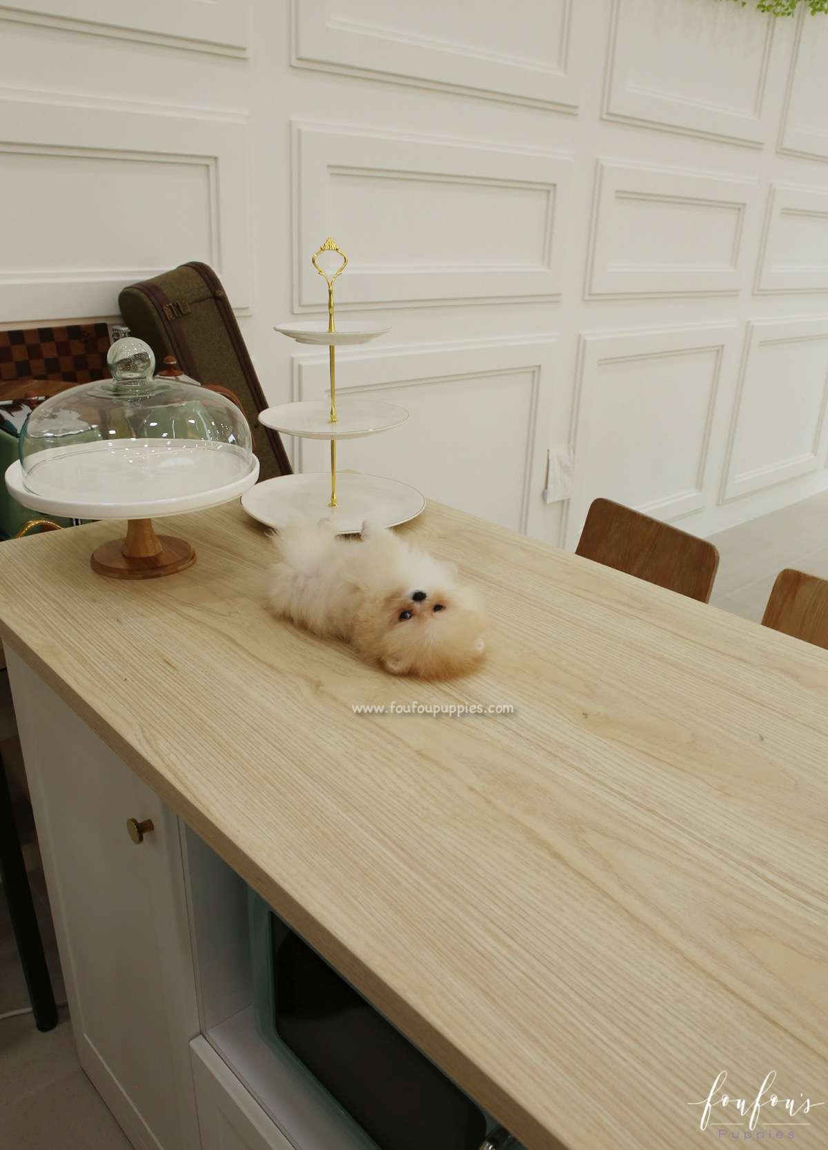 Souflé - Pomeranian F.