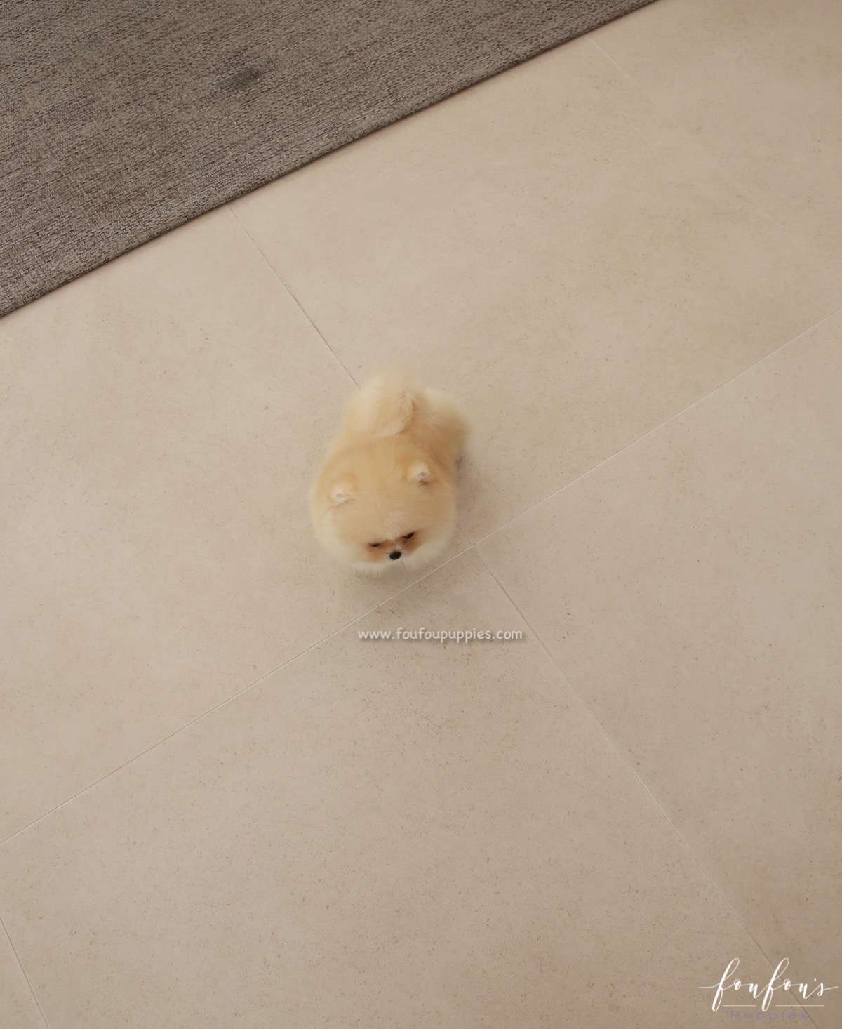 Souflé - Pomeranian F.
