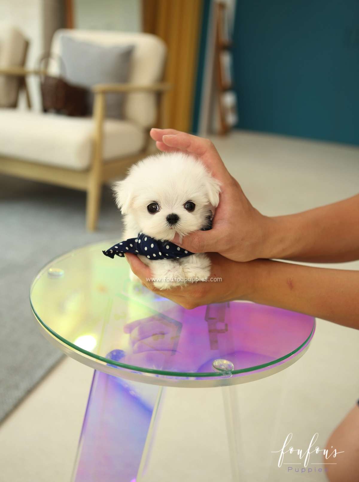 Stewie - maltese M.
