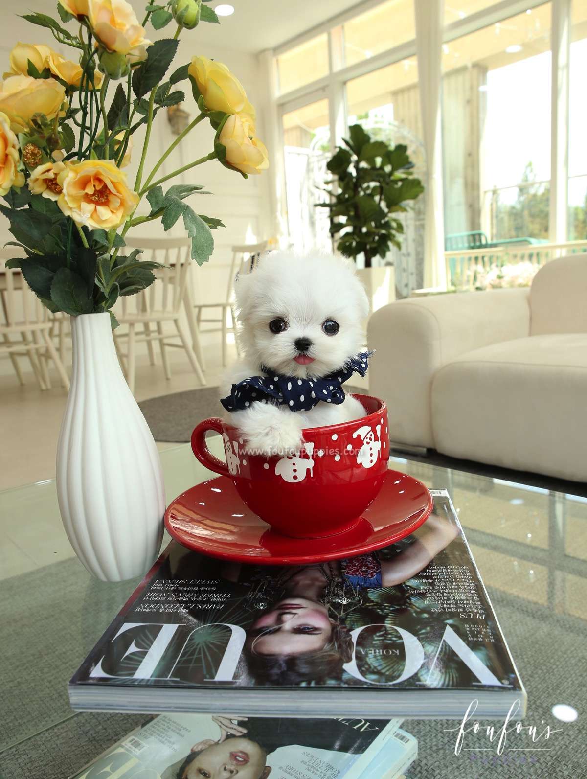 Stewie - maltese M.
