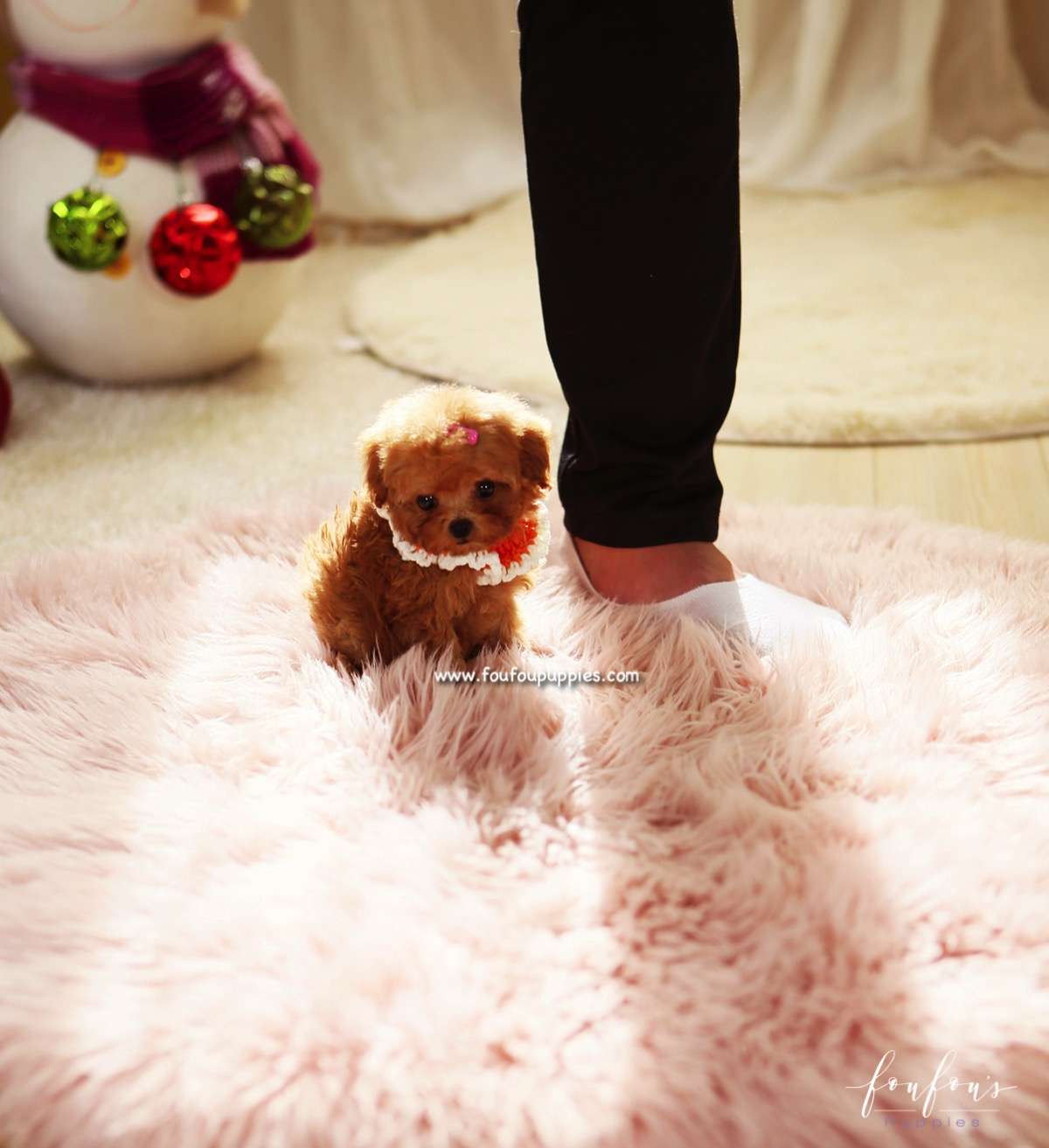 Chloe - Poodle F.