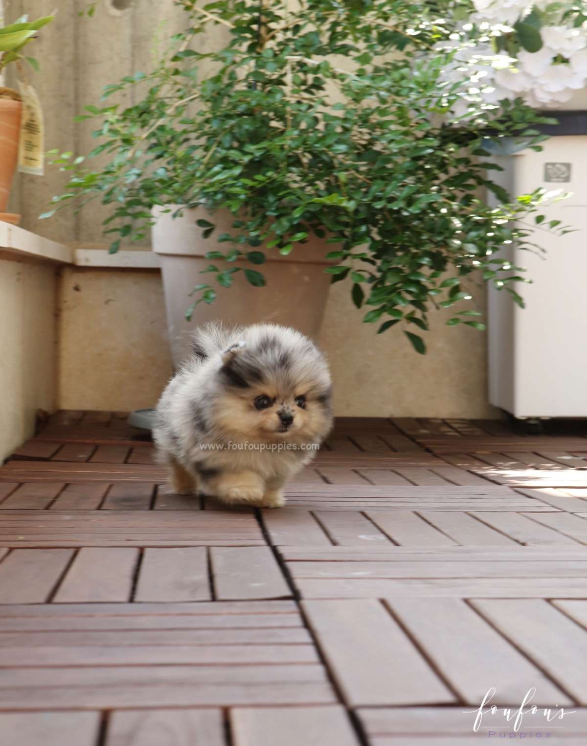 Pumba - Pomeranian M.