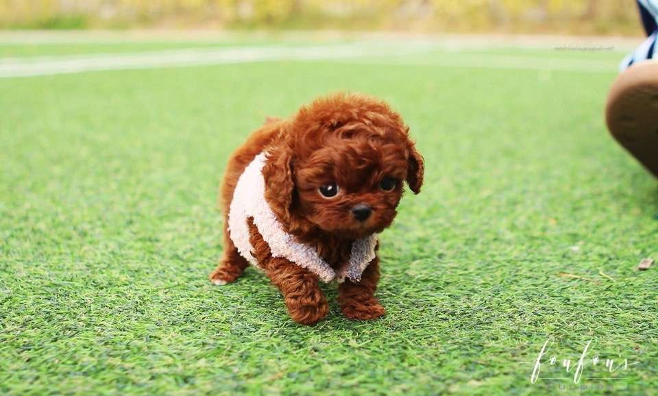 Nigiri - Poodle F.
