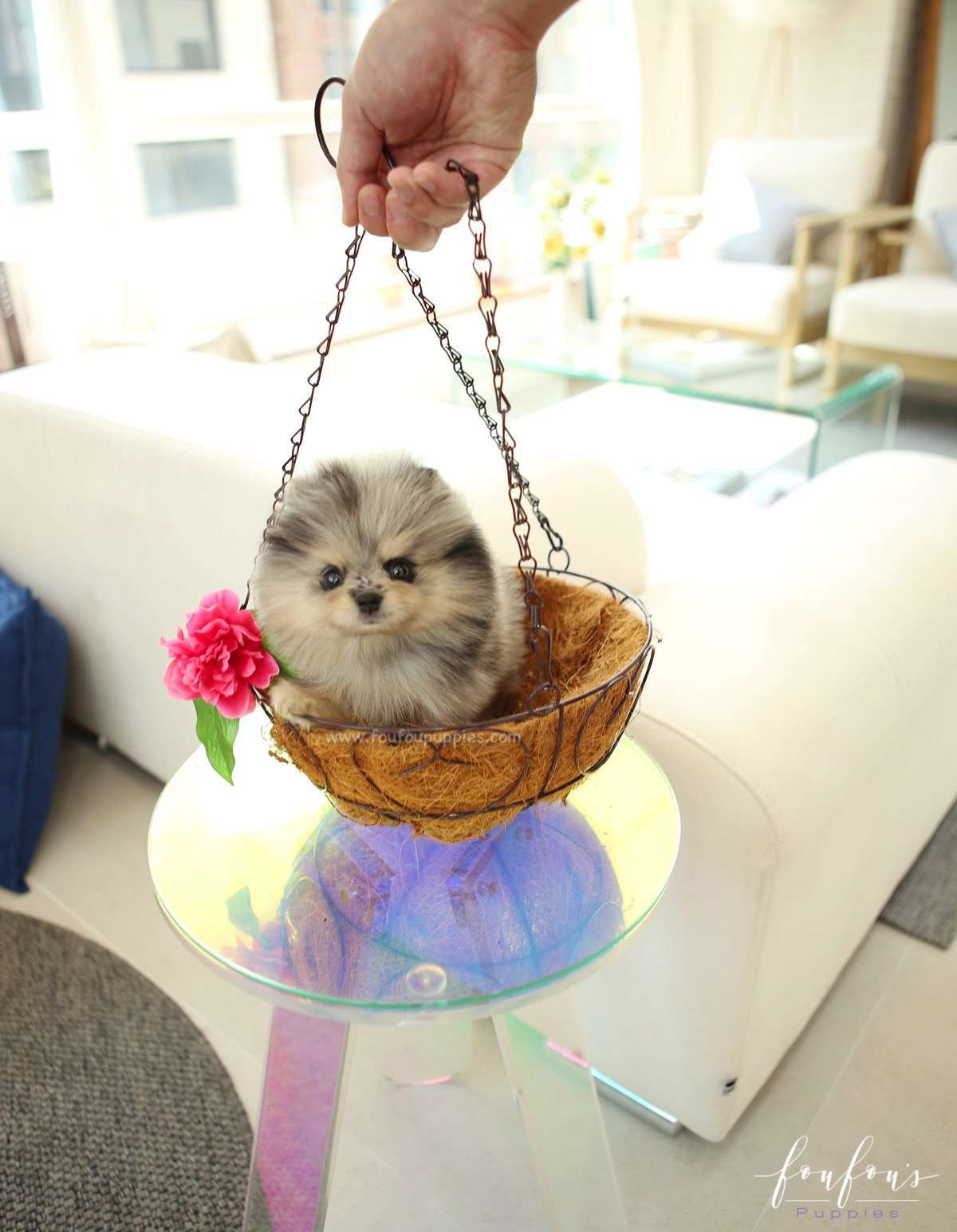 Pumba - Pomeranian M.